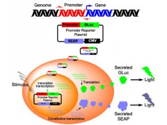 雙熒光素酶報告基因檢測服務